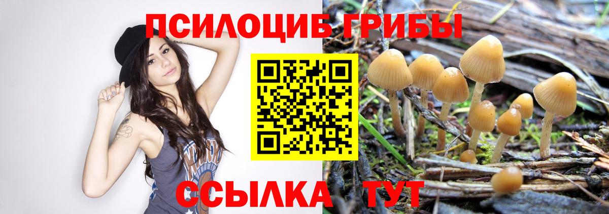 Галлюциногенные грибы Psilocybine cubensis Дятьково